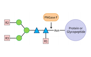 PNGase F——精準(zhǔn)N糖分析工具，助力糖生物學(xué)研究