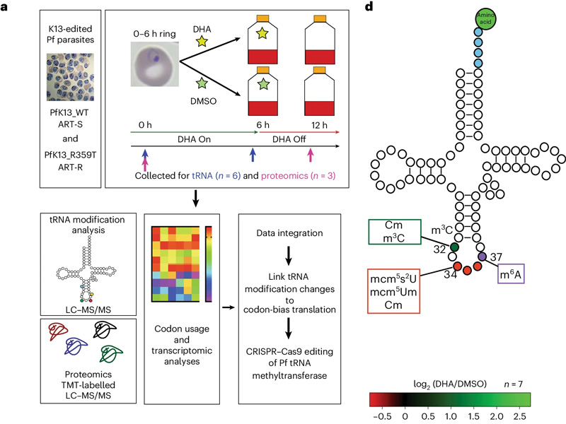 ART-R寄生蟲響應ART應激而不同地改變其tRNA修飾