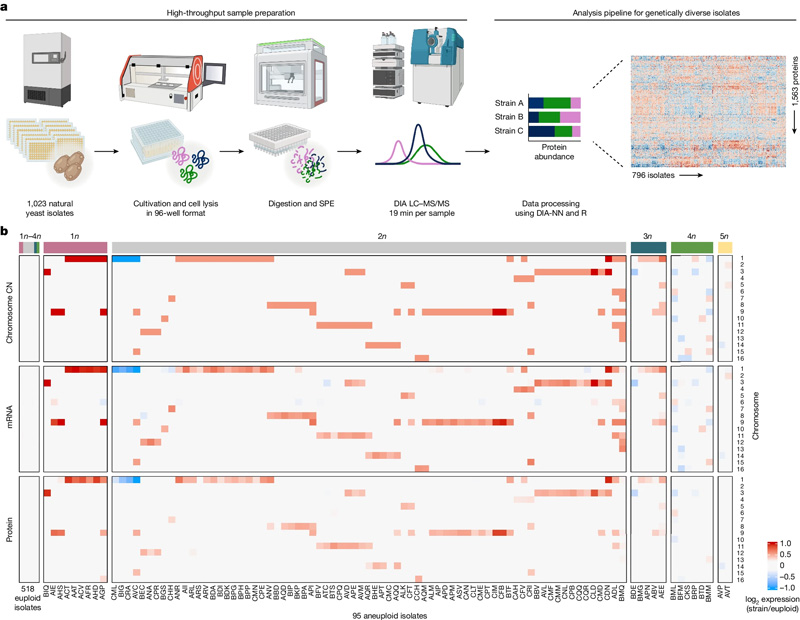 高通量蛋白質(zhì)組學(xué)管道和跨組學(xué)數(shù)據(jù)集的組裝，用于研究天然酵母分離物中的非整倍體