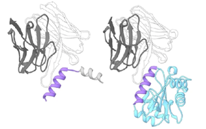 Nature子刊：破解艾滋病毒防御——創(chuàng)新疫苗