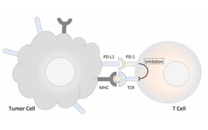 《Nature》肥胖與癌癥之間的聯(lián)系