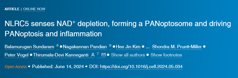 NLRC5感知NAD+損耗形成泛視小體并驅(qū)動泛視癥和炎癥
