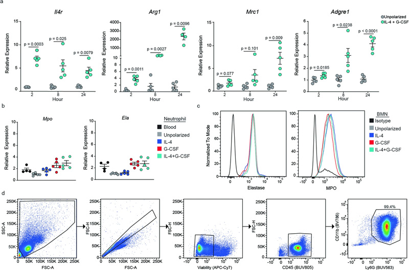 極化過程中BMN基因表達的動力學(xué)