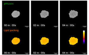 救命藥差點(diǎn)“要命”？Plos Bio揭秘：本是保護(hù)細(xì)胞的“脂肪盾牌”，為何卻成了癌細(xì)胞的保護(hù)傘？