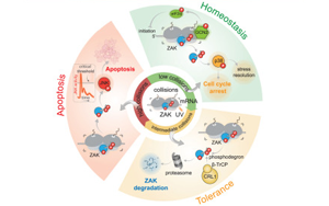 核糖體和ZAK蛋白刺激細(xì)胞對(duì)紫外線輻射損傷的初始反應(yīng)