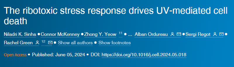 S-亞硝基谷胱甘肽還原酶通過限制PKCαS-亞硝化作用減輕嗎啡鎮(zhèn)痛耐受