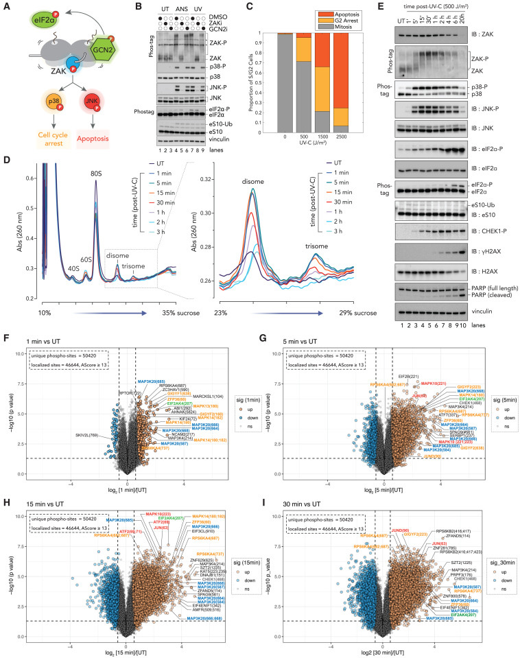 嗎啡導致GSNOR水平下調，促進PKCα的S-蛋白亞硝基化，抑制其激酶活性，從而促進嗎啡鎮(zhèn)痛耐受行為