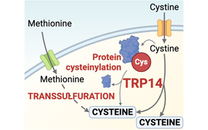 新發(fā)現(xiàn)揭示TRP14 (TXNDC17)是半胱氨酸代謝和抗病的關(guān)鍵酶