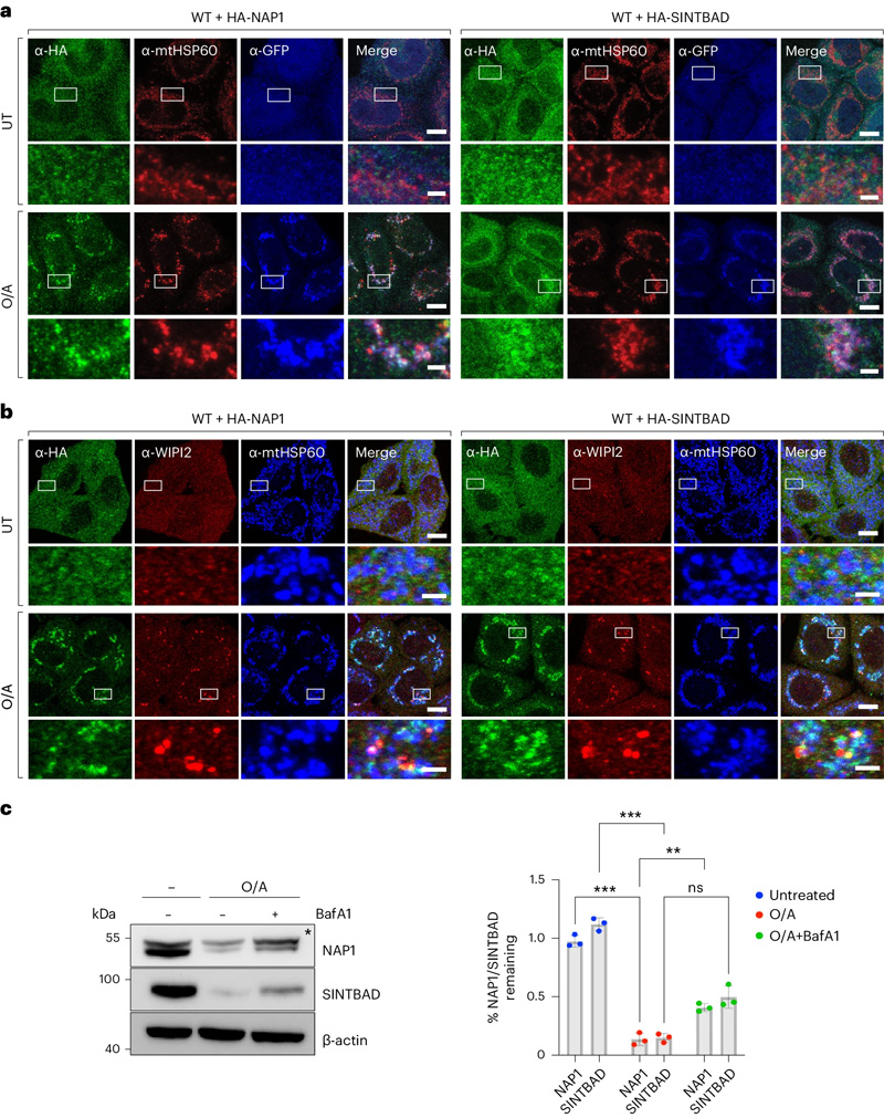 NAP1和SINTBAD在有絲分裂過(guò)程中被招募并共同降解