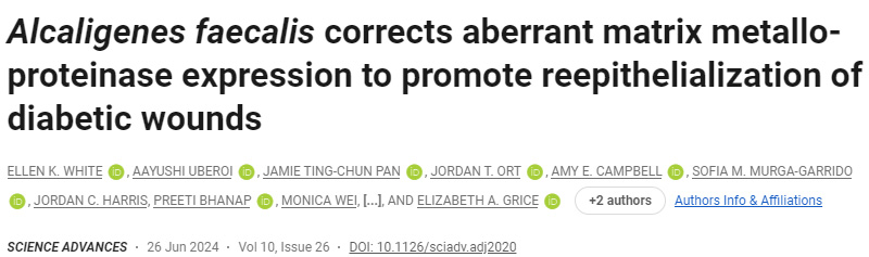 糞芽孢桿菌可促進(jìn)糖尿病傷口的早期愈合