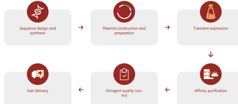 雙特異性抗體表達流程