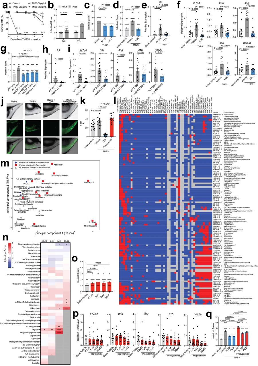 TNBS誘導(dǎo)斑馬魚(yú)腸道炎癥 TNBS誘導(dǎo)斑馬魚(yú)腸道炎癥